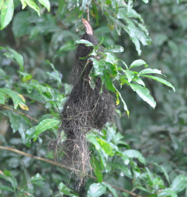 Nest of the Yellow-olive Flycatcher