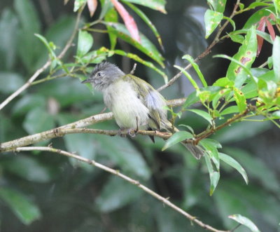 Yellow-olive Flycatcher