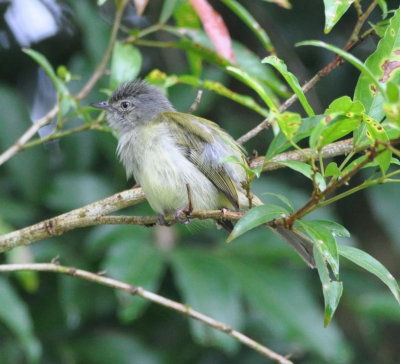 Yellow-olive Flycatcher