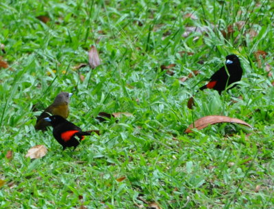 Female and two male Passerini's Tanagers
on the soccer field at La Selva Biological Station