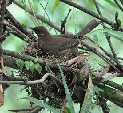Clay-colored Thrush
building a nest