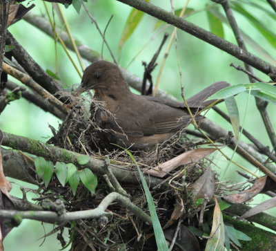 Clay-colored Thrush
re-adjusting some grass in a new nest