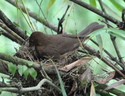 Clay-colored Thrush
nest-building