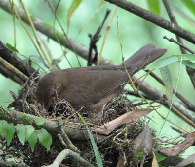 Clay-colored Thrush
shaping a nest