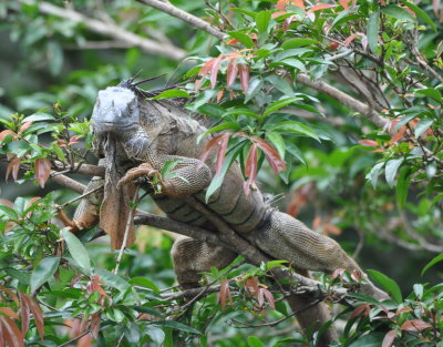 Iguana in a tree over the river
at La Selva Biological Station