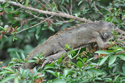 Reclining Iguana
at La Selva