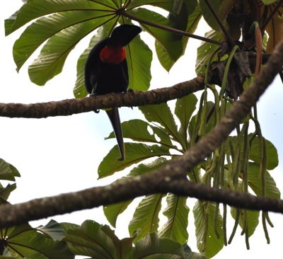 Rear view of a Yellow-throated Toucan
grabbing a bit of Cecropia fruit