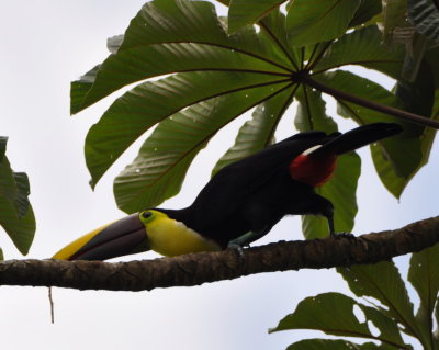 Yellow-throated Toucan
(formerly Black-mandibled)