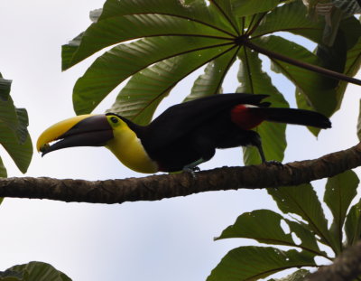 Yellow-throated Toucan
seemed to like just the tips of the Cecropia pods