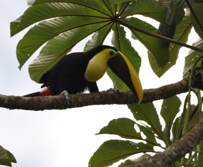 Yellow-throated Toucan
(formerly Black-mandibled)