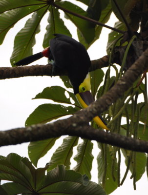 Yellow-throated Toucan
after another Cecropia pod tip