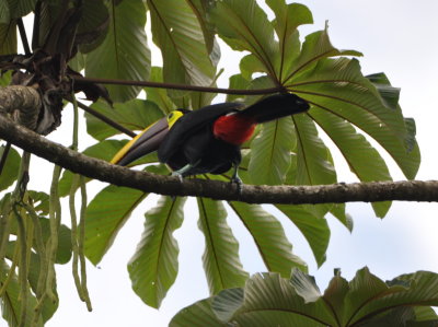 Red rump of Yellow-throated Toucan
(formerly Black-mandibled)