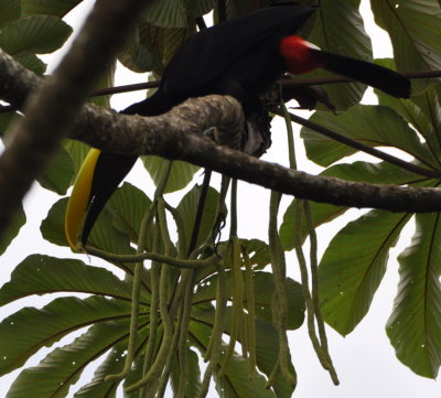 Yellow-throated Toucan
(formerly Black-mandibled)