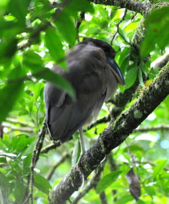 Boat-billed Heron
was too shy to turn around