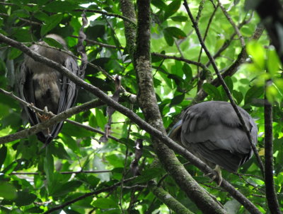 Two of the Boat-billed Herons