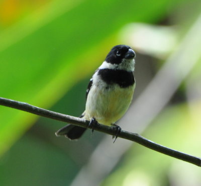 Male White-collared Seedeater