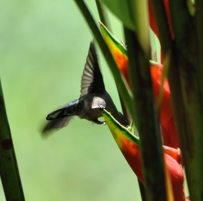Scaly-breasted Hummingbird
feeding/drinking from a Heloconia