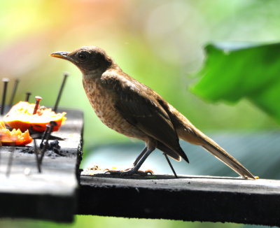 Clay-colored Thrush