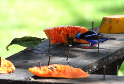 Female and male Red-legged Honeycreepers
at papaya feeder at Rancho Perla