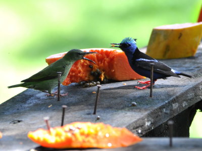 Female and male Red-legged Honeycreepers