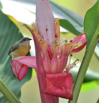 Bananaquit at an exotic flower