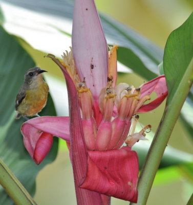 Bananaquit at an exotic flower