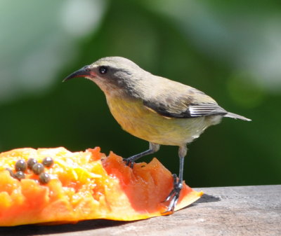 Bananaquit at papaya feeder