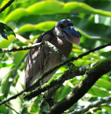 Boat-billed Heron