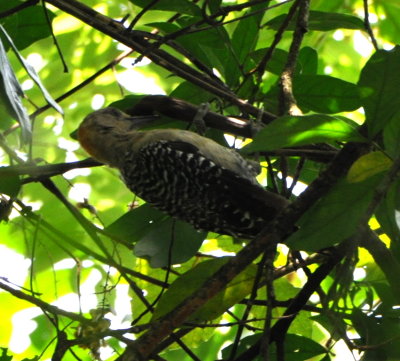 Young Black-cheeked Woodpecker?