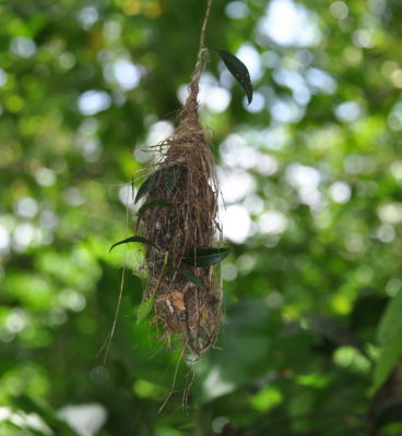 Yellow-olive Flycatcher nest