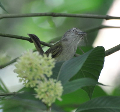 Yellow-olive Flycatcher