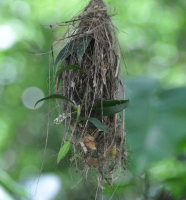 Close-up of Yellow-olive Flycatcher nest