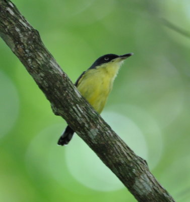 Common Tody-Flycatcher