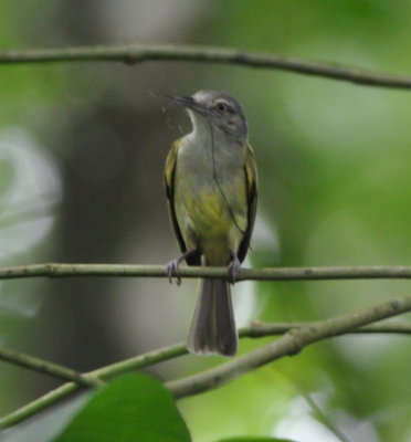 Yellow-olive Flycatcher with nest material