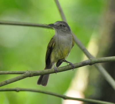 Yellow-olive Flycatcher with nest material