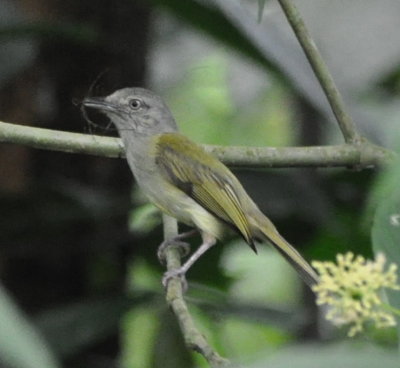 Yellow-olive Flycatcher with nest material
on the grounds of the Rancho Perla restaurant