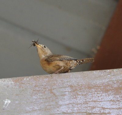 This House Wren was the first bird that greeted us
when we arrived at the Arenal Observatory Lodge