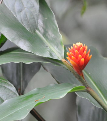 Orange flower