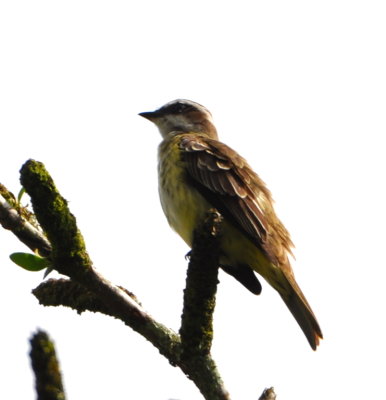 Social Flycatcher