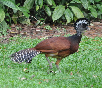 Female Great Curassow