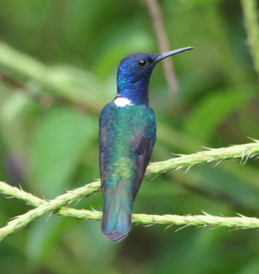 White-necked Jacobin