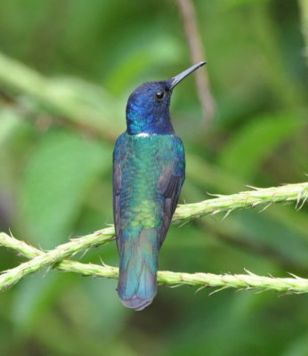 White-necked Jacobin