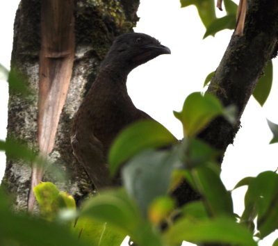 Gray-headed Chachalaca