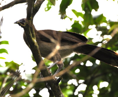 Gray-headed Chachalaca