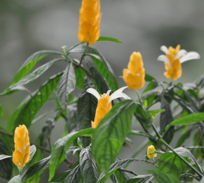 Yellow-orange flowers