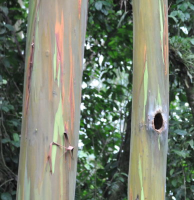 Colorful Eucalyptus tree bark