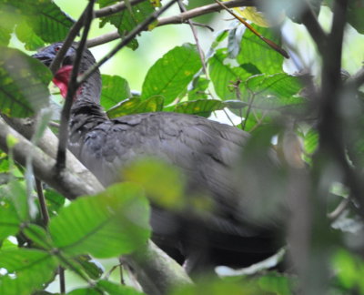 Crested Guan