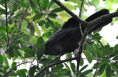 Crested Guan