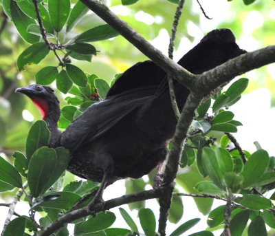 Crested Guan