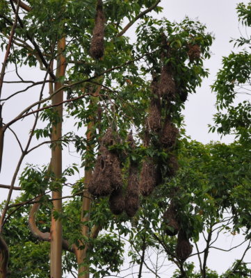 Oropendola nests